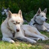 Husky Sommercamp 