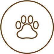 Icon Coaching
