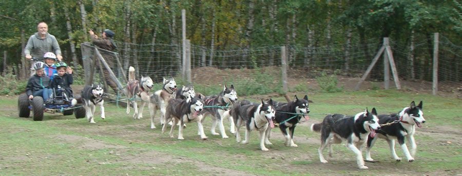 Huskyakademie für Kids und Teens