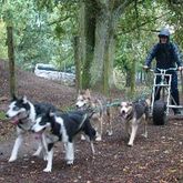 Husky Team Adventure 