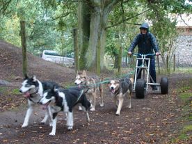 • Husky Akademie – Fortbildung und Selbsterfahrung