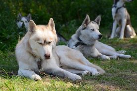 • Husky Akademie – Fortbildung und Selbsterfahrung